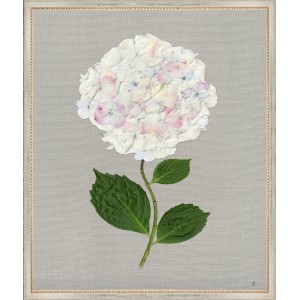 TLC- WHITE HYDRANGEA 8 20 X 24